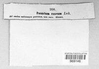 Fusarium roseum image